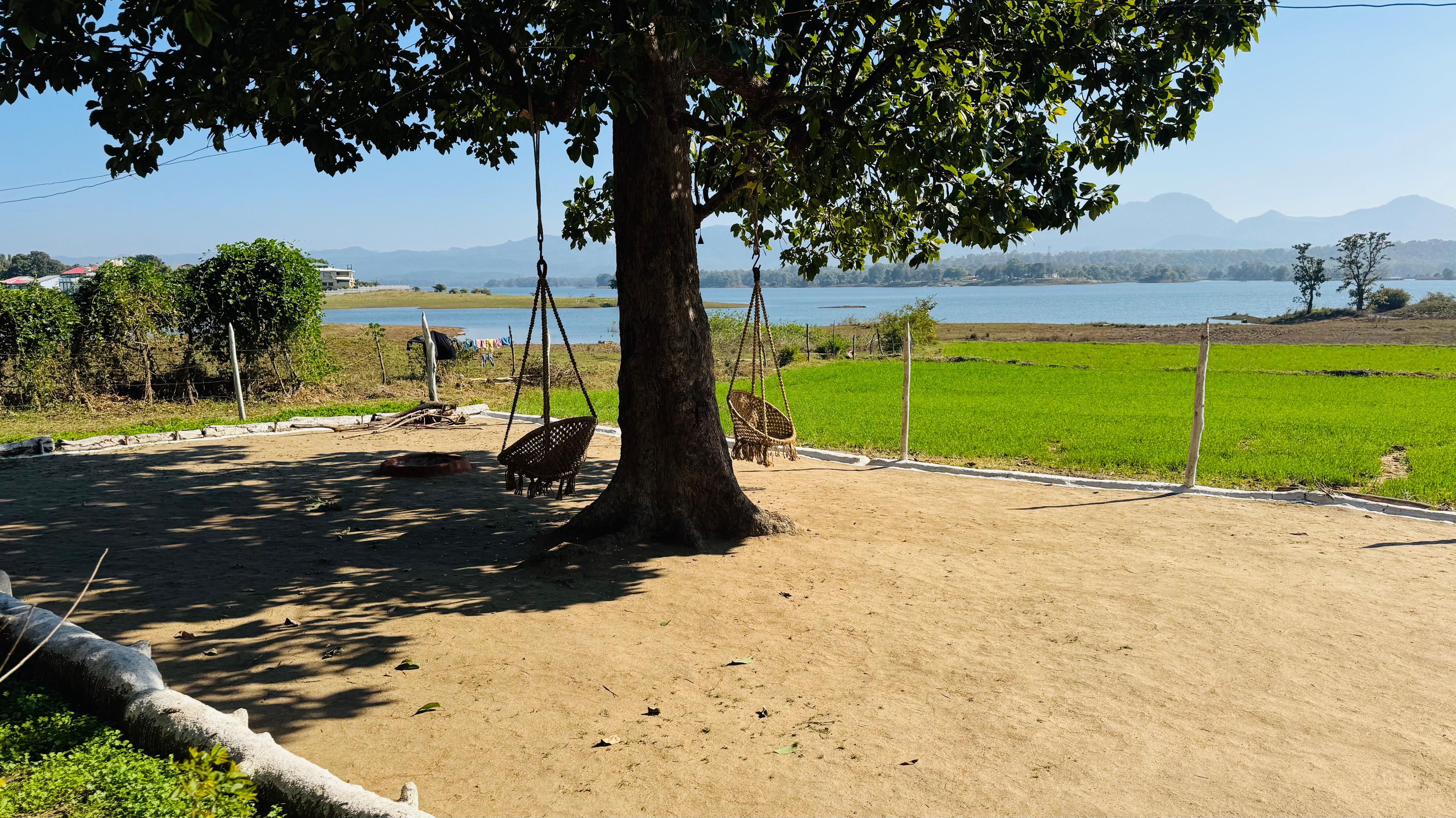 Trees around the property