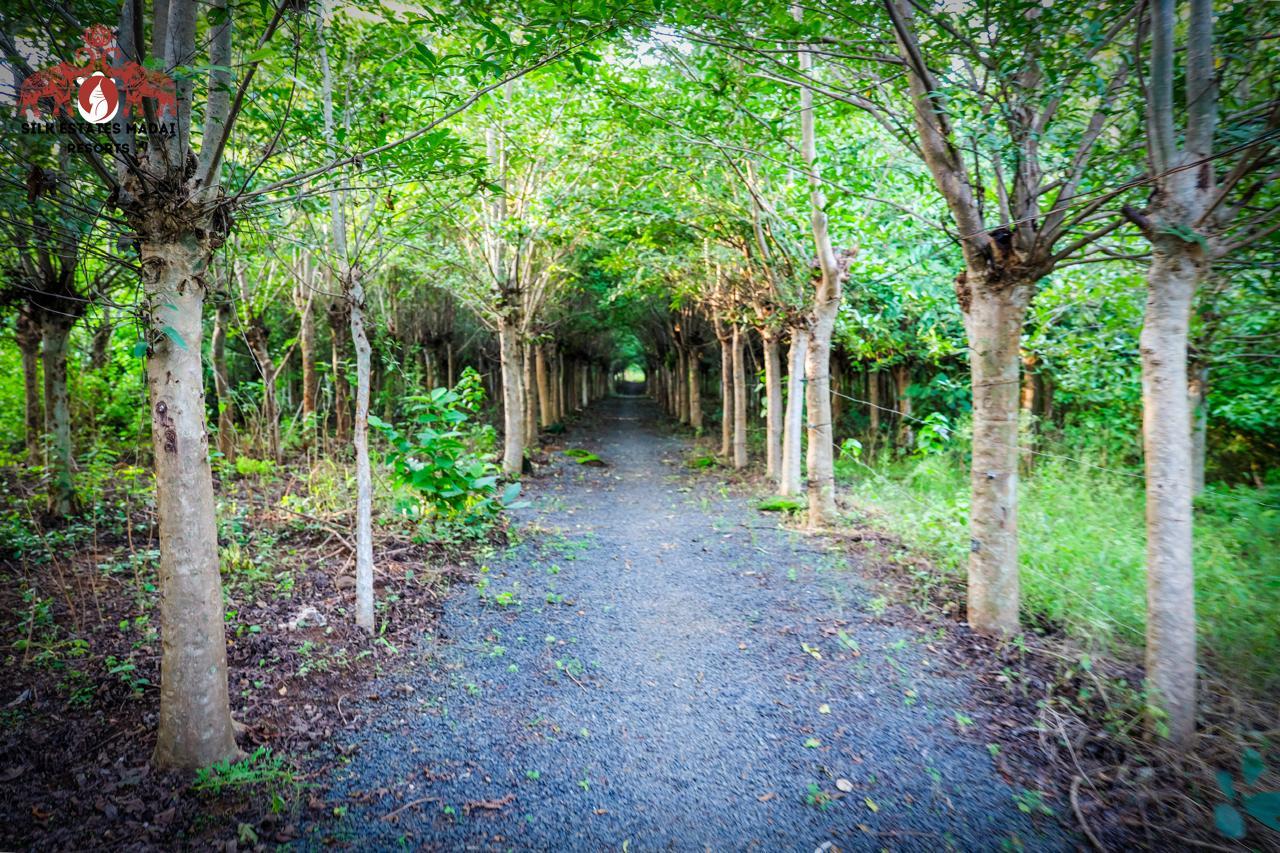 Silk Estates gallery frame 19