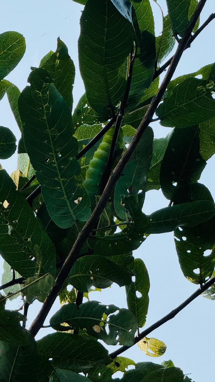 Silk Estates gallery frame 36