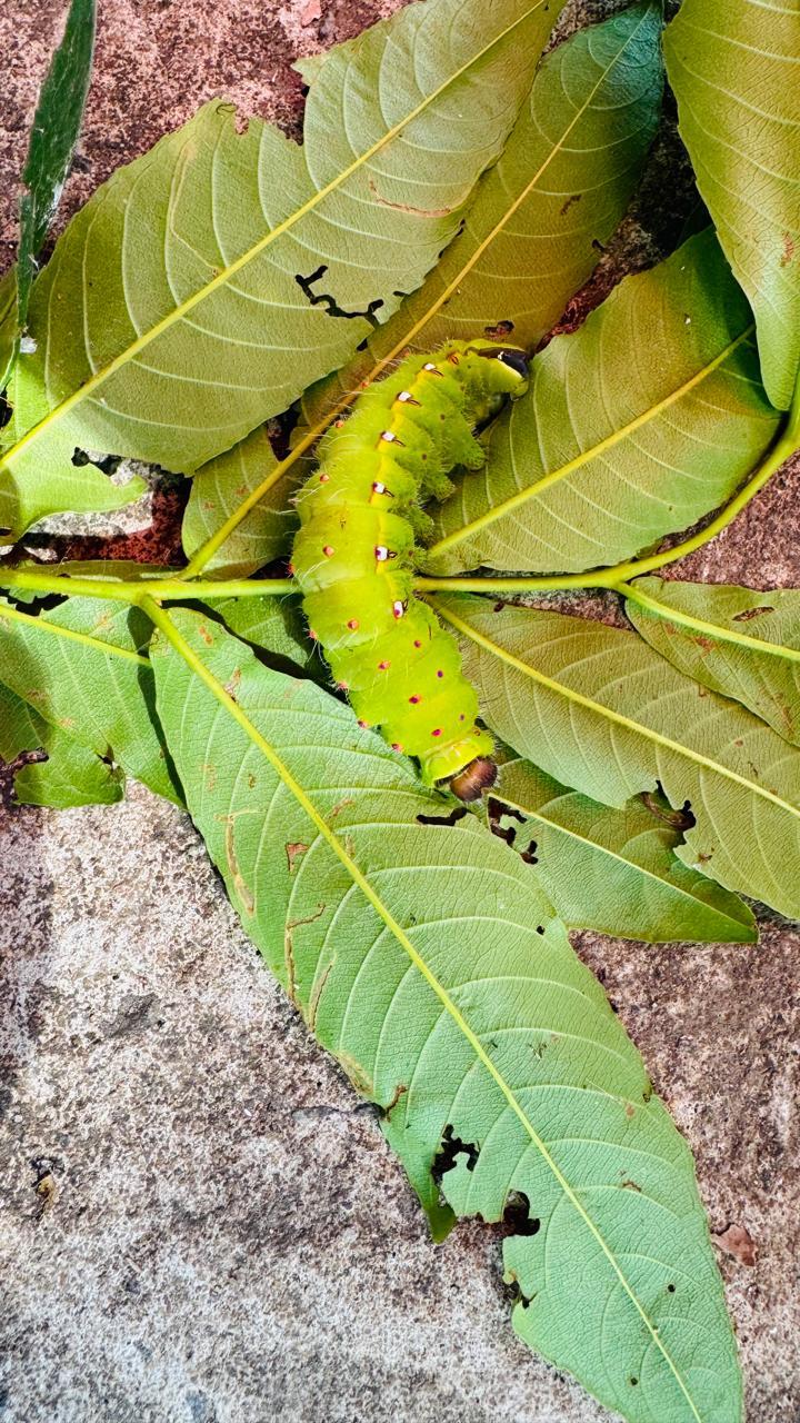 Silk Estates gallery frame 51