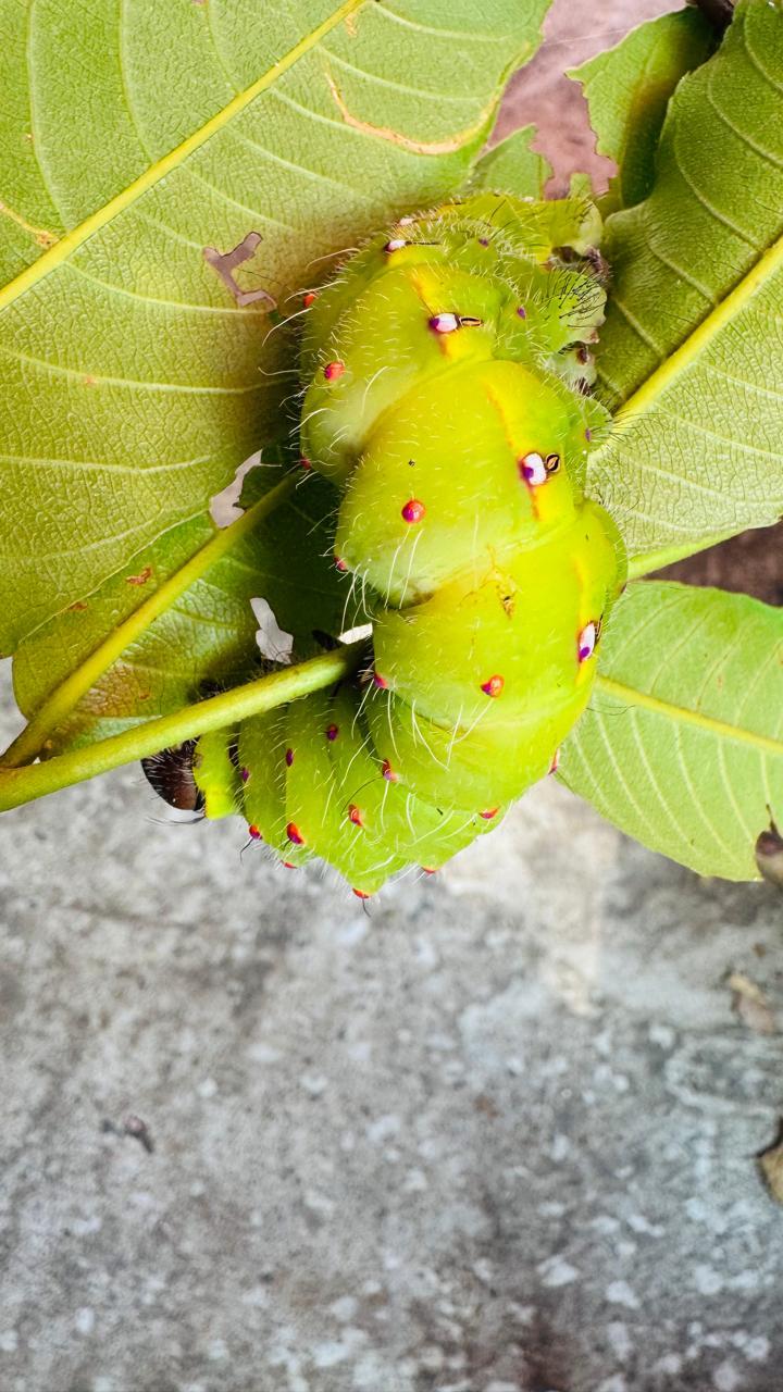 Silk Estates gallery frame 52